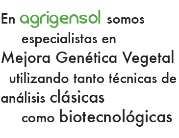 En agrigensol somos especialistas en Mejora Genética Vegetal utilizando tanto técnicas de análisis clásicas como biotecnológicas